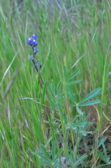 Lupinus polycarpus