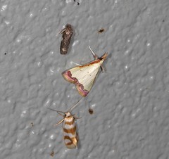 Autocharis hedyphaes