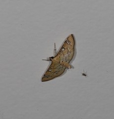 Cotachena hicana