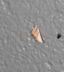 Eublemma roseana