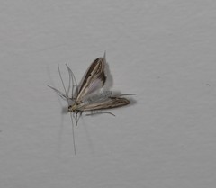 Euclasta maceratalis