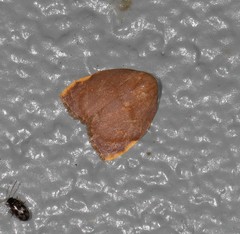 Hemonia micrommata