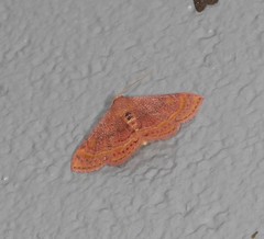 Homodes bracteigutta