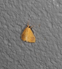 Hyalobathra brevialis