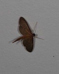 Hymenoptychis sordida