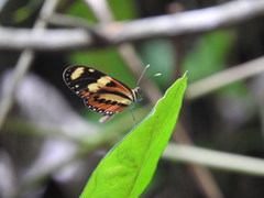 Mechanitis lysimnia nesaea