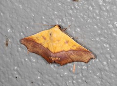 Xanthanomis fuscifrons