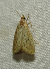Diatraea lisetta