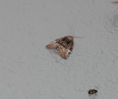 Lophothripa vitea