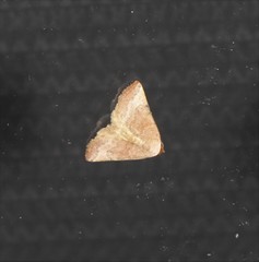 Mataeomera punctilinea