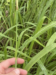 Rottboellia cochinchinensis