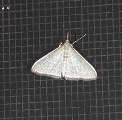 Myrmidonistis hoplora