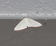 Oenochroma infantilis
