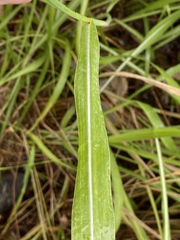 Rottboellia cochinchinensis
