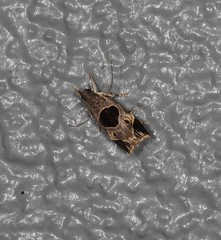 Helcystogramma hibisci