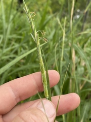 Rottboellia cochinchinensis