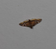 Prophantis