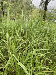 Rottboellia cochinchinensis