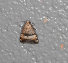 Pseudozarba orthopetes