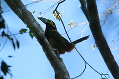 Selenidera maculirostris