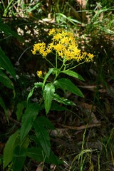 Senecio linearifolius latifolius