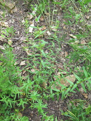 Scutellaria baicalensis