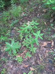 Euphorbia hylonoma