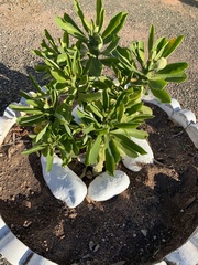 Euphorbia nivulia