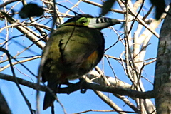 Selenidera maculirostris