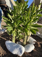 Euphorbia nivulia