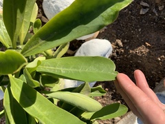 Euphorbia nivulia