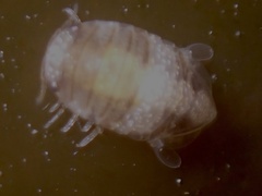 Sphaeromatoidea