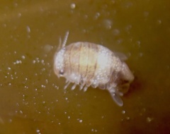 Sphaeromatoidea