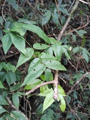 Derris fordii