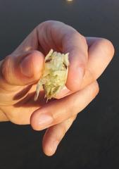 Emerita brasiliensis