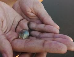 Emerita brasiliensis