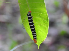 Isognathus swainsonii