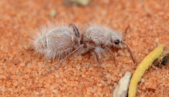 Ephutomorpha fulvocrinita