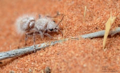 Ephutomorpha fulvocrinita