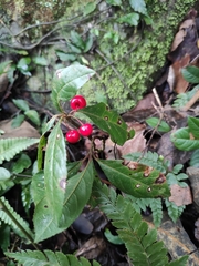 Ardisia japonica