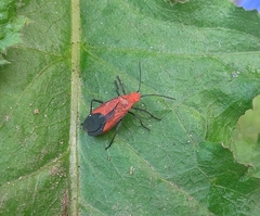 Leptocoris augur