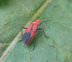 Leptocoris augur