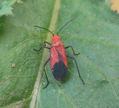 Leptocoris augur