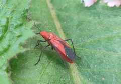 Leptocoris augur