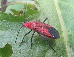 Leptocoris augur