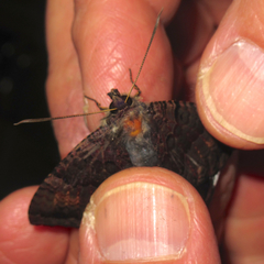 Coronidia leachi