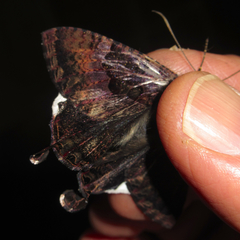 Coronidia leachi