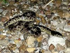 Lampropeltis splendida