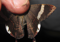 Coronidia leachi
