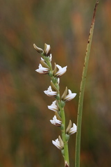 Prasophyllum incurvum